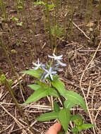 Image of eastern bluestar