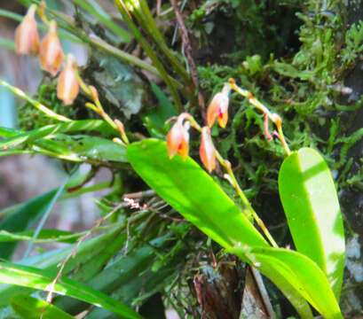 Image of Stelis segoviensis (Rchb. fil.) Pridgeon & M. W. Chase