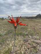 Imagem de Bessera tenuiflora (Greene) J. F. Macbr.