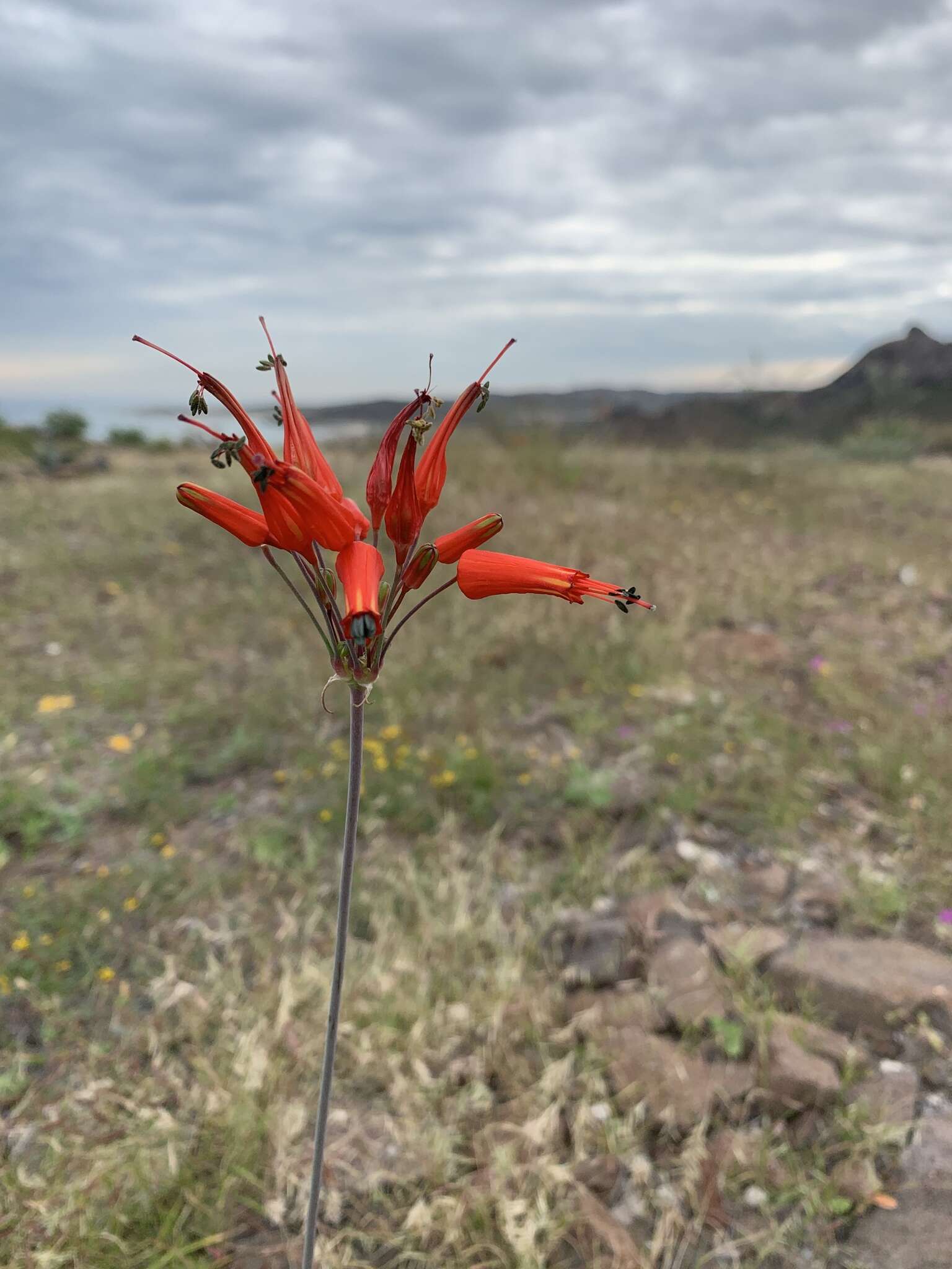 Image of Bessera tenuiflora (Greene) J. F. Macbr.