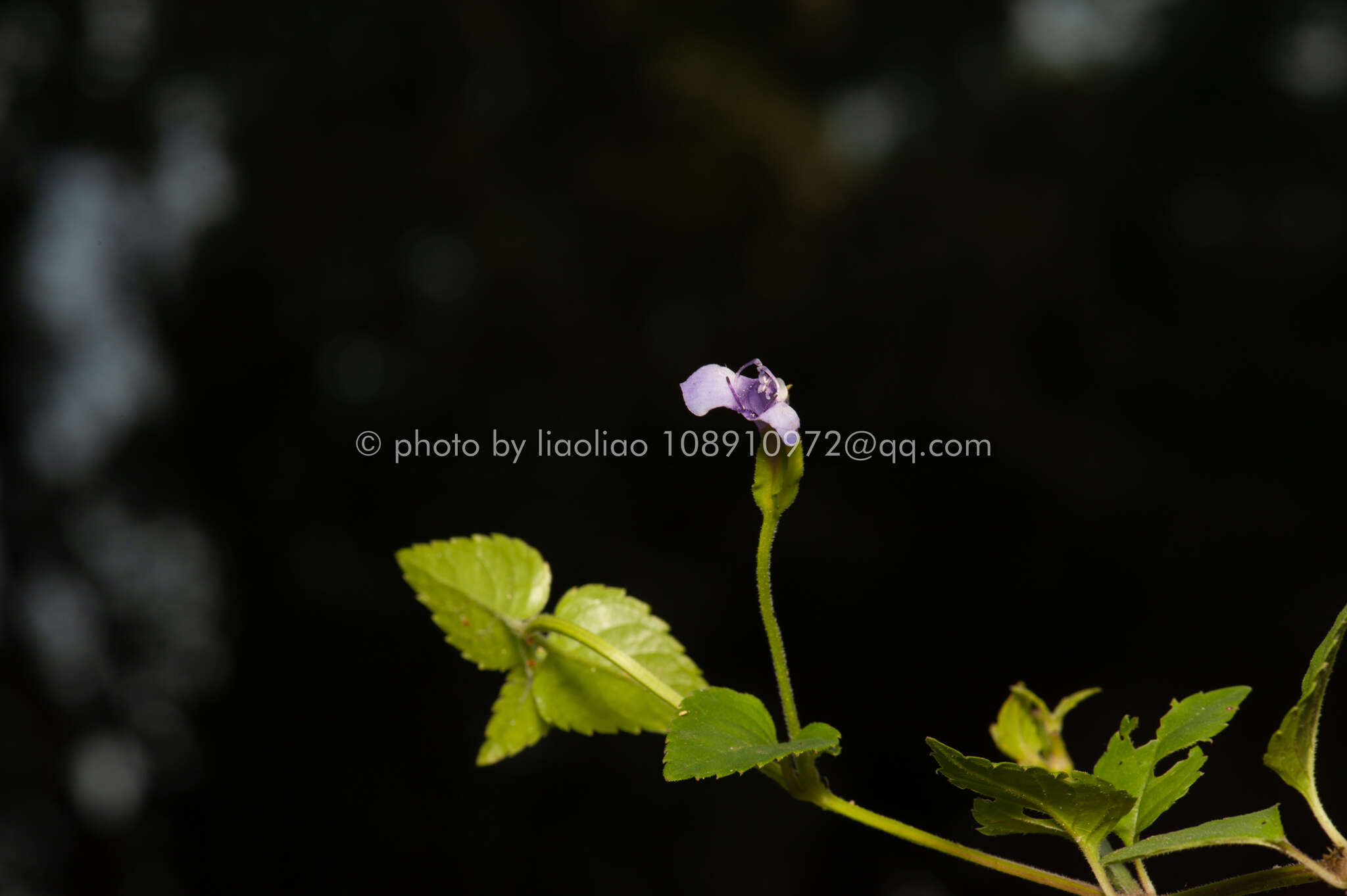 صورة Torenia asiatica L.