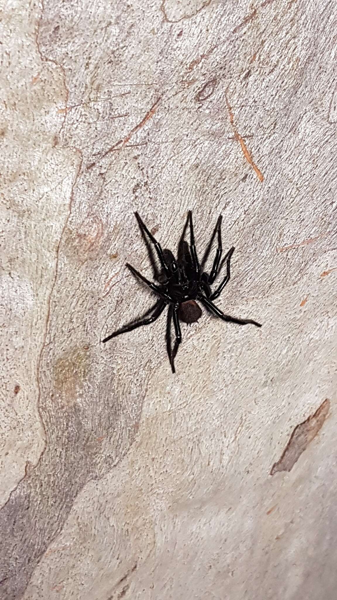 Imagem de Aranha-teia-de-funil