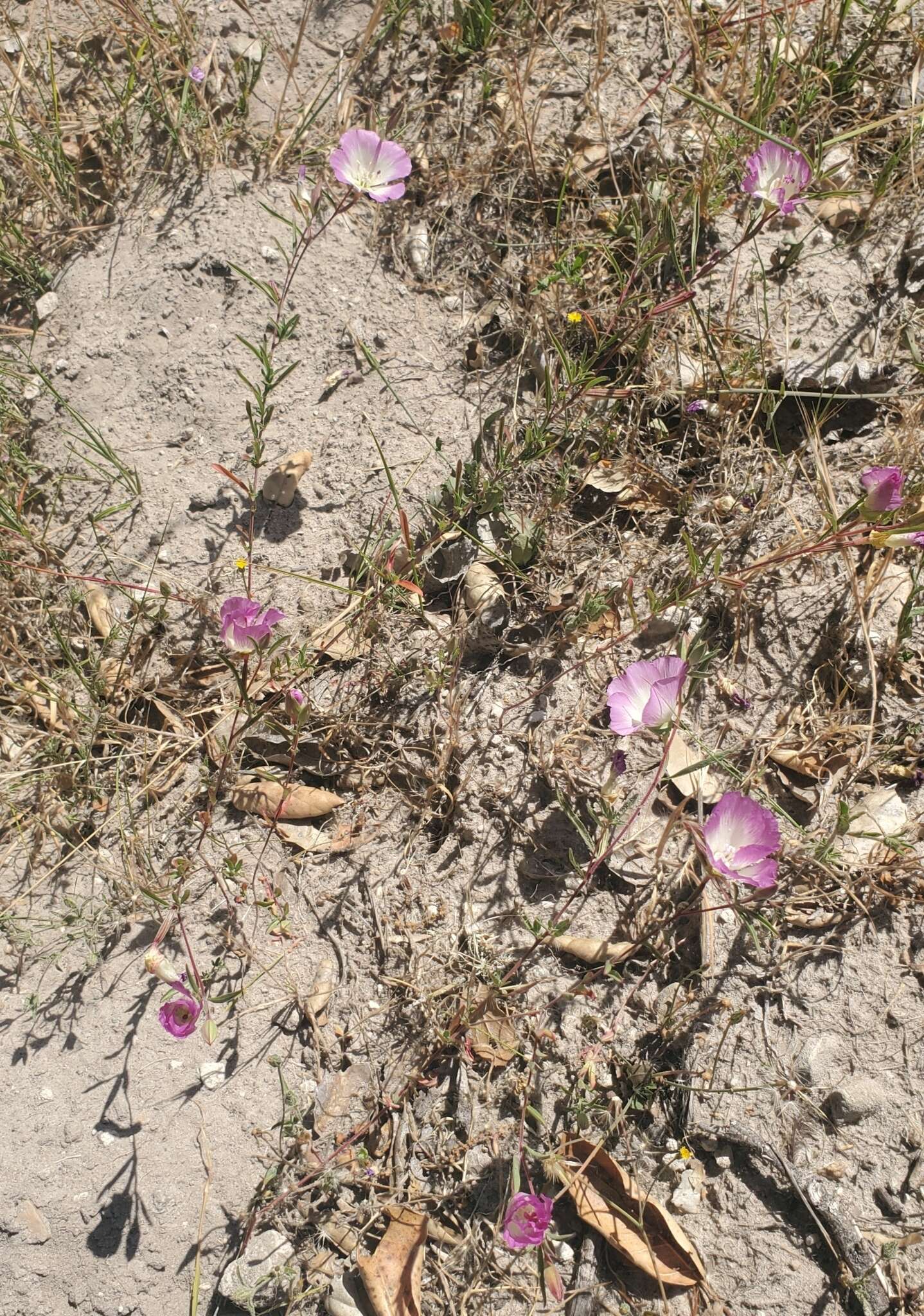 Слика од Clarkia speciosa subsp. immaculata F. H. Lewis & M. E. Lewis