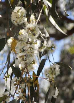 Eucalyptus radiata subsp. radiata resmi