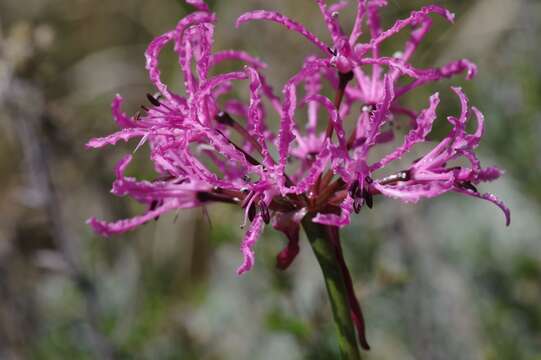 Image of Nerine undulata (L.) Herb.