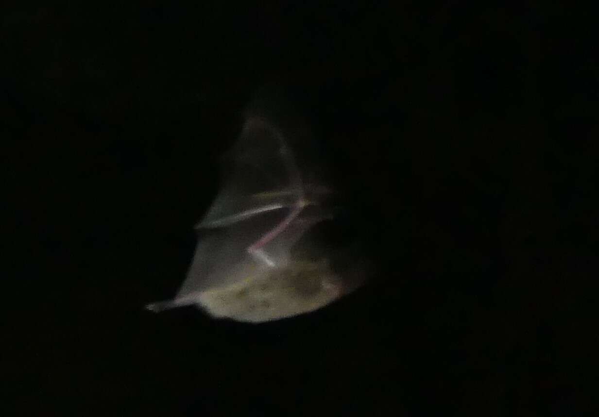 Image of Australian Large-footed Myotis