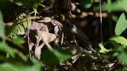 Image of Amur grass lizard