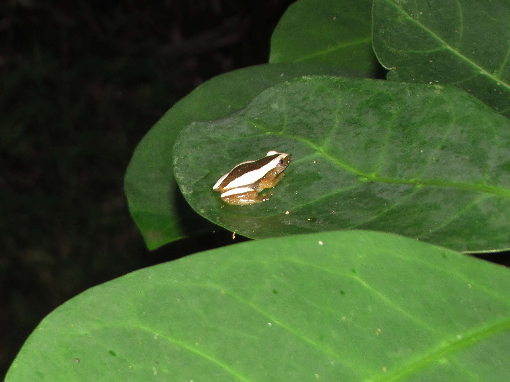 Image of Fornasini's Spiny Reed Frog