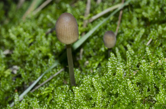 Image of Mycena metata (Secr. ex Fr.) P. Kumm. 1871