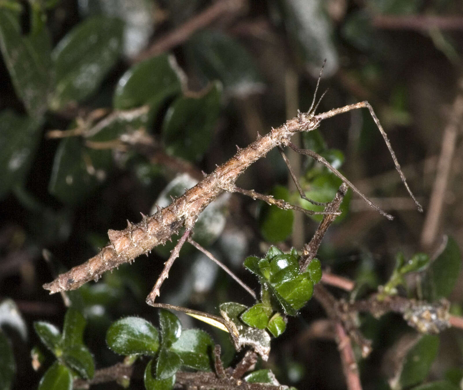 Image of Micrarchus hystriculeus (Westwood 1859)