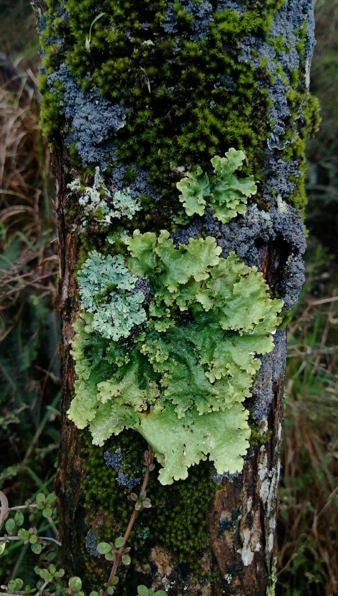 Image of <i>Pseudocyphellaria montagnei</i> (C. Bab.) D. J. Galloway & P. James