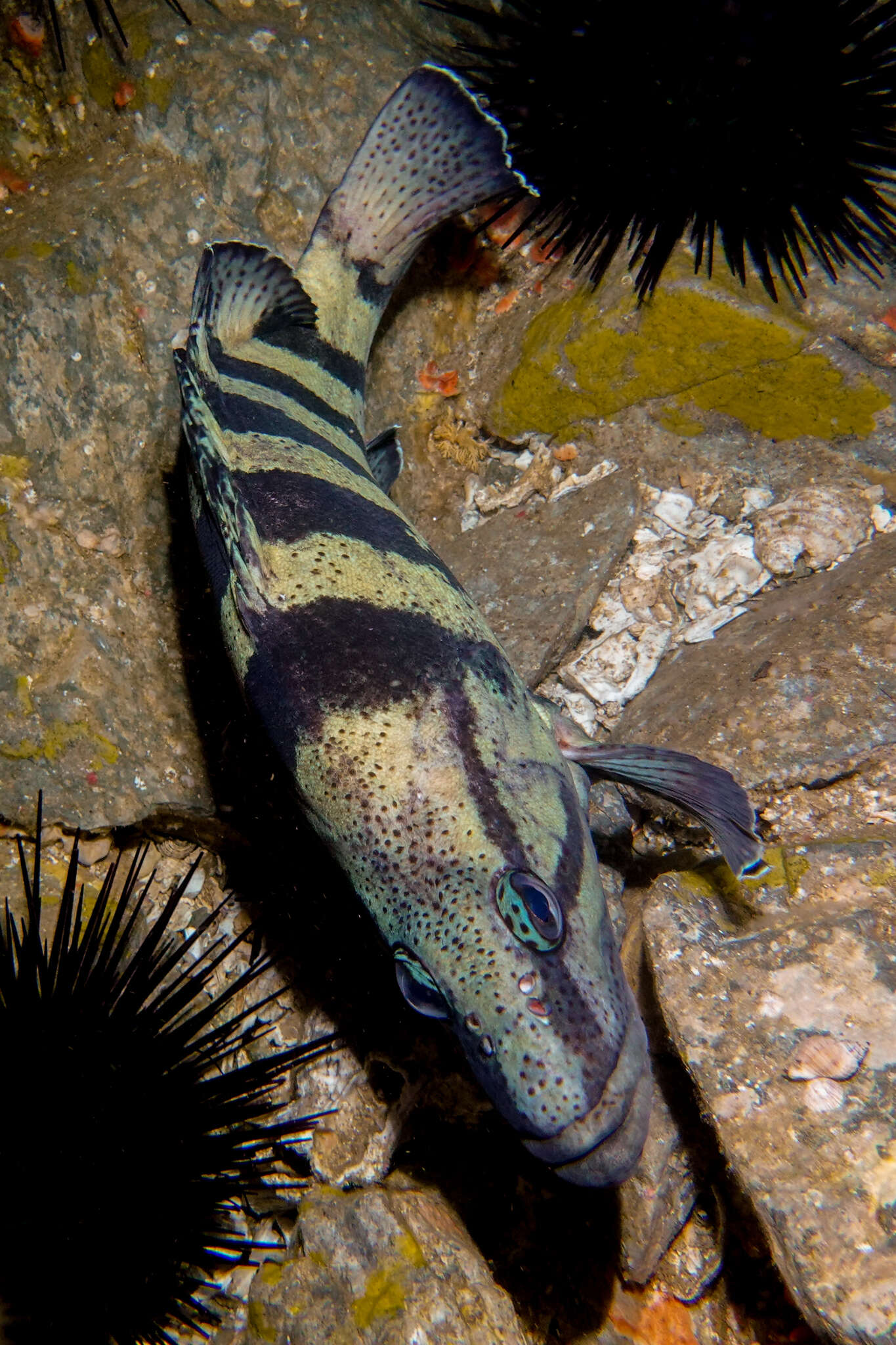Image of Yellowbanded perch