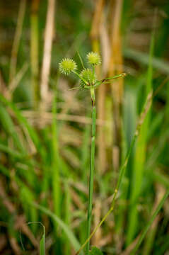 Image of globe flatsedge