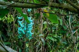 Image of Jade Vine