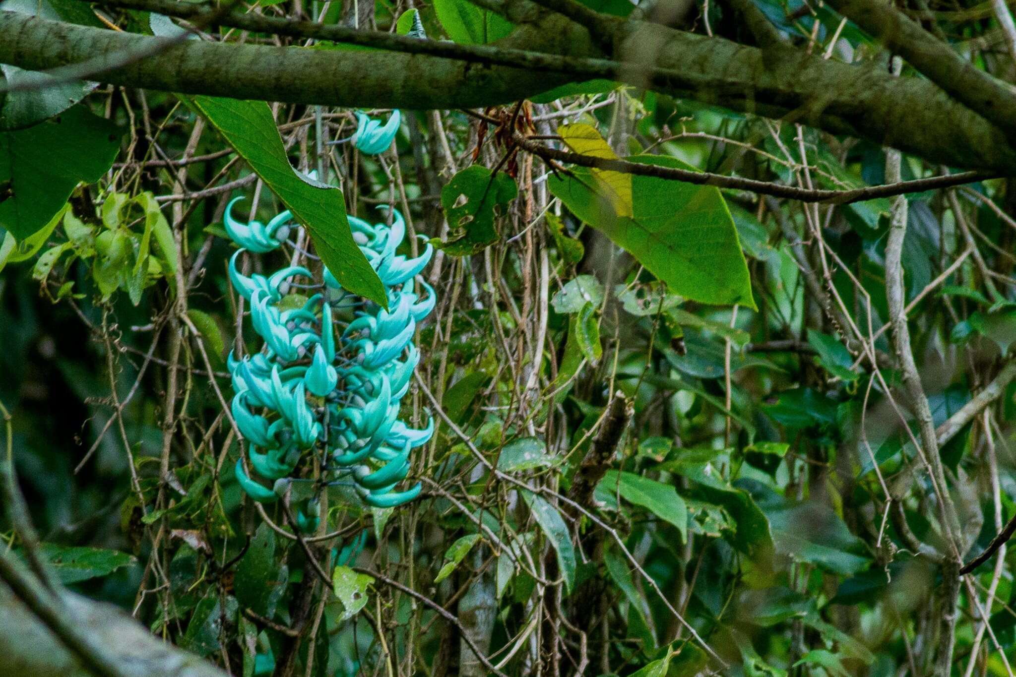 Image of Jade Vine