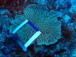 Image of Maze Coral