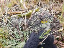 Imagem de Astragalus atratus var. inseptus Barneby