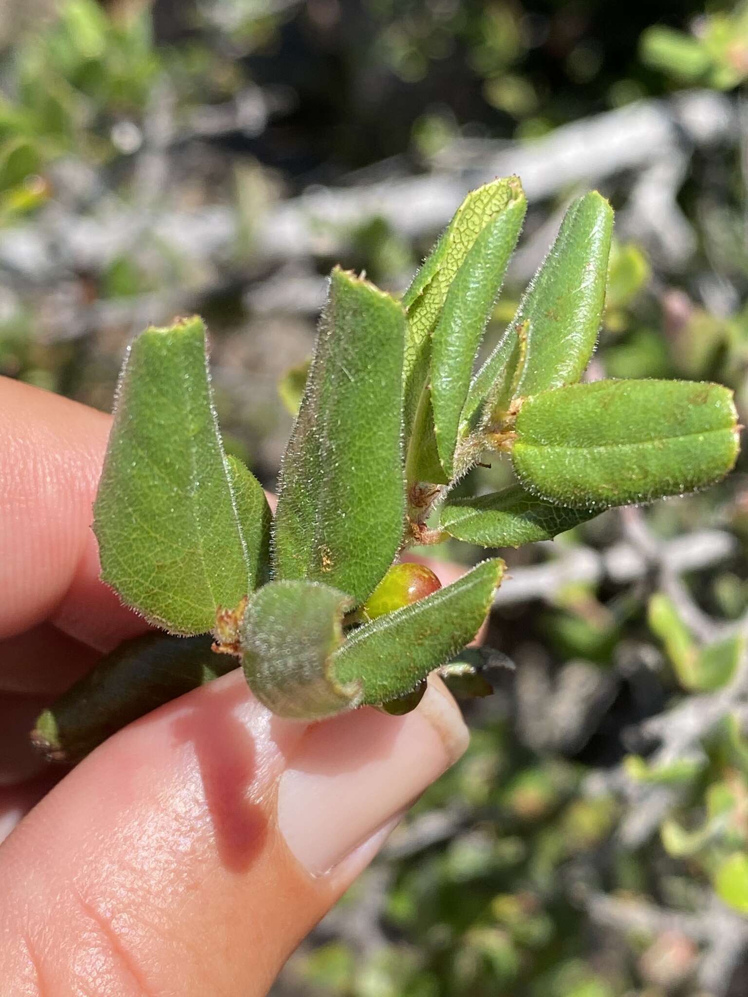 Image of hollyleaf buckthorn