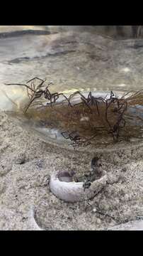 Image of lentil sea spider