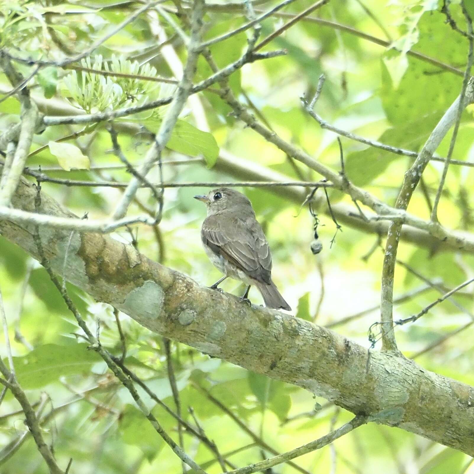 Image of Brown-streaked Flycatcher