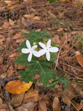 Imagem de Cnidoscolus urens var. stimulosus (Michx.) Govaerts