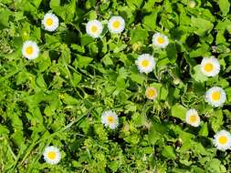 Image of Corpus Christi fleabane