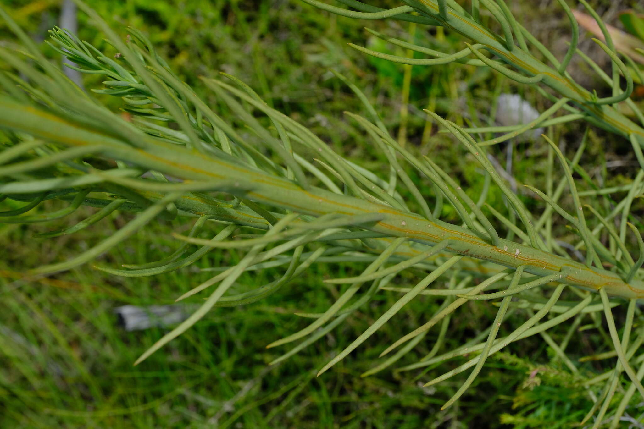 Image of Thesium penicillatum A. W. Hill