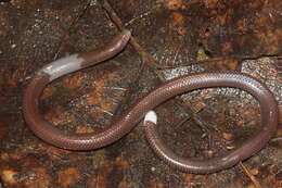 Image of Bourret's Blind Skink