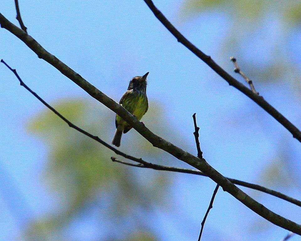 Image of Myiornis auricularis auricularis (Vieillot 1818)