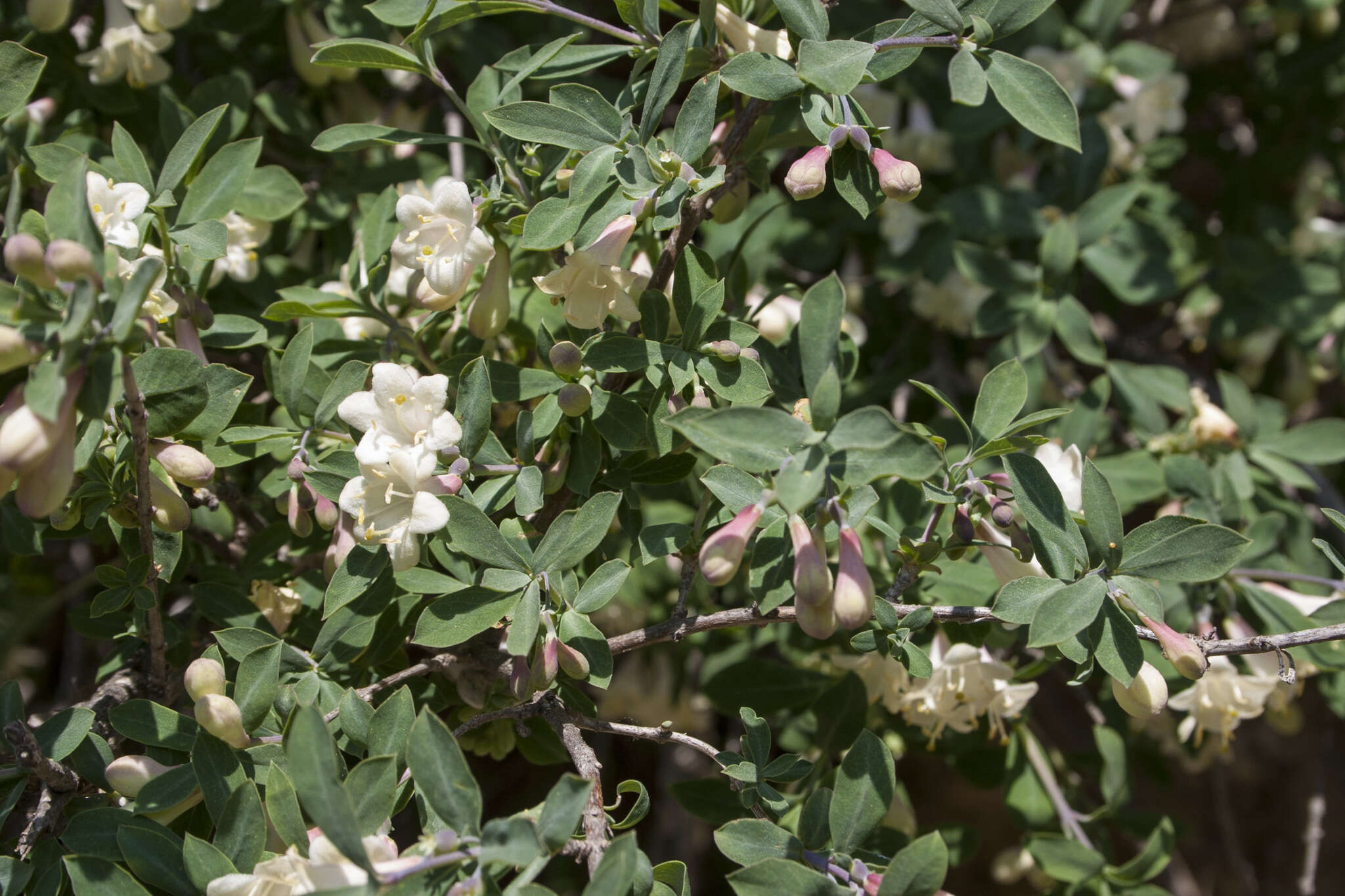 Image of Lonicera pyrenaica subsp. pyrenaica