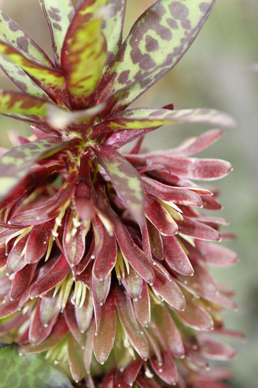 Image of Eucomis vandermerwei I. Verd.