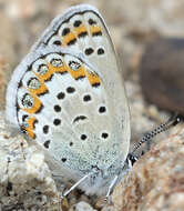 Image of <i>Plebejus fridayi</i>