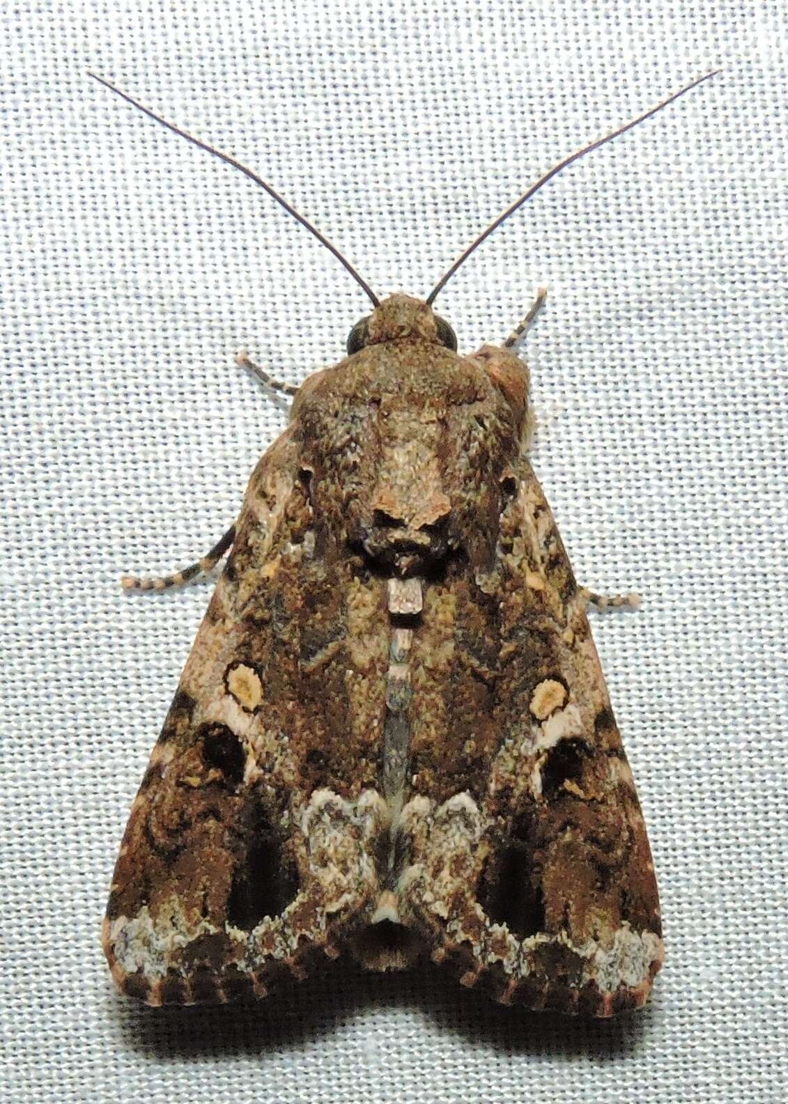 Image of Spodoptera umbraculata Walker 1858