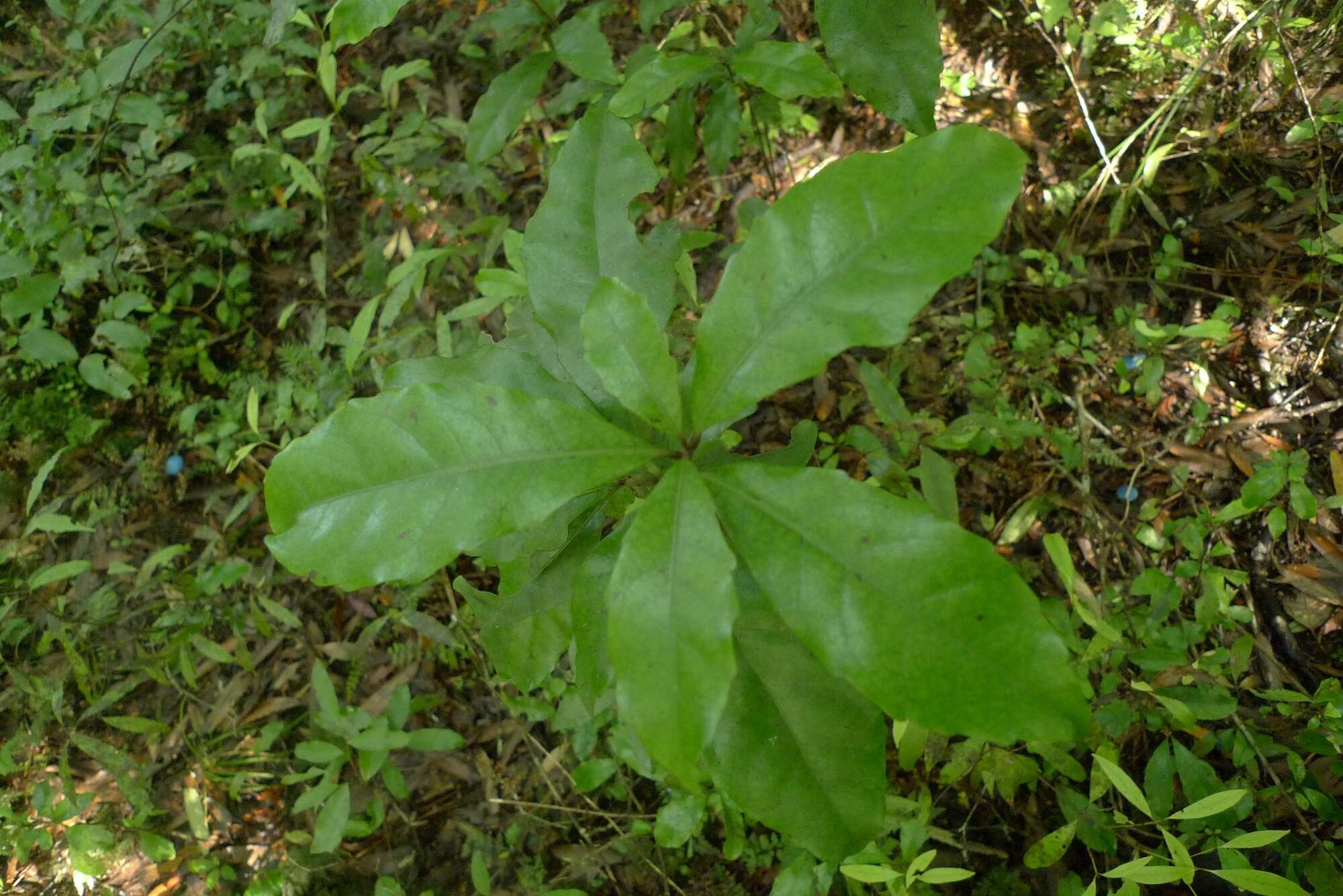 Image of Shrubby honeysuckle