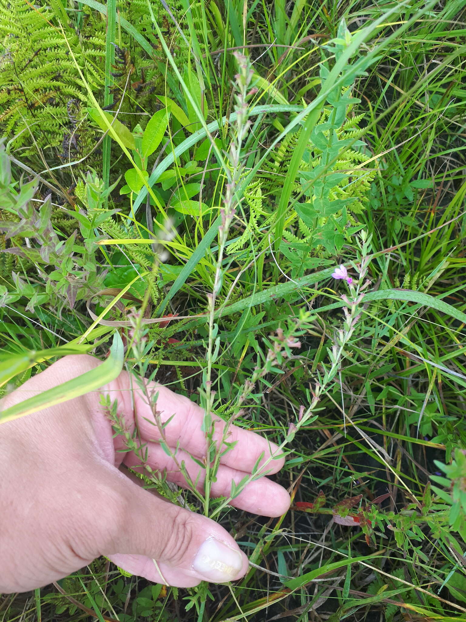 Image of winged lythrum