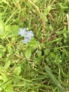 Image of true forget-me-not