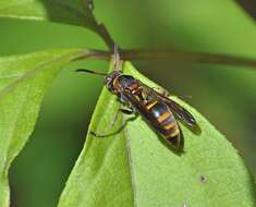 Image of Polistes snelleni de Saussure 1862