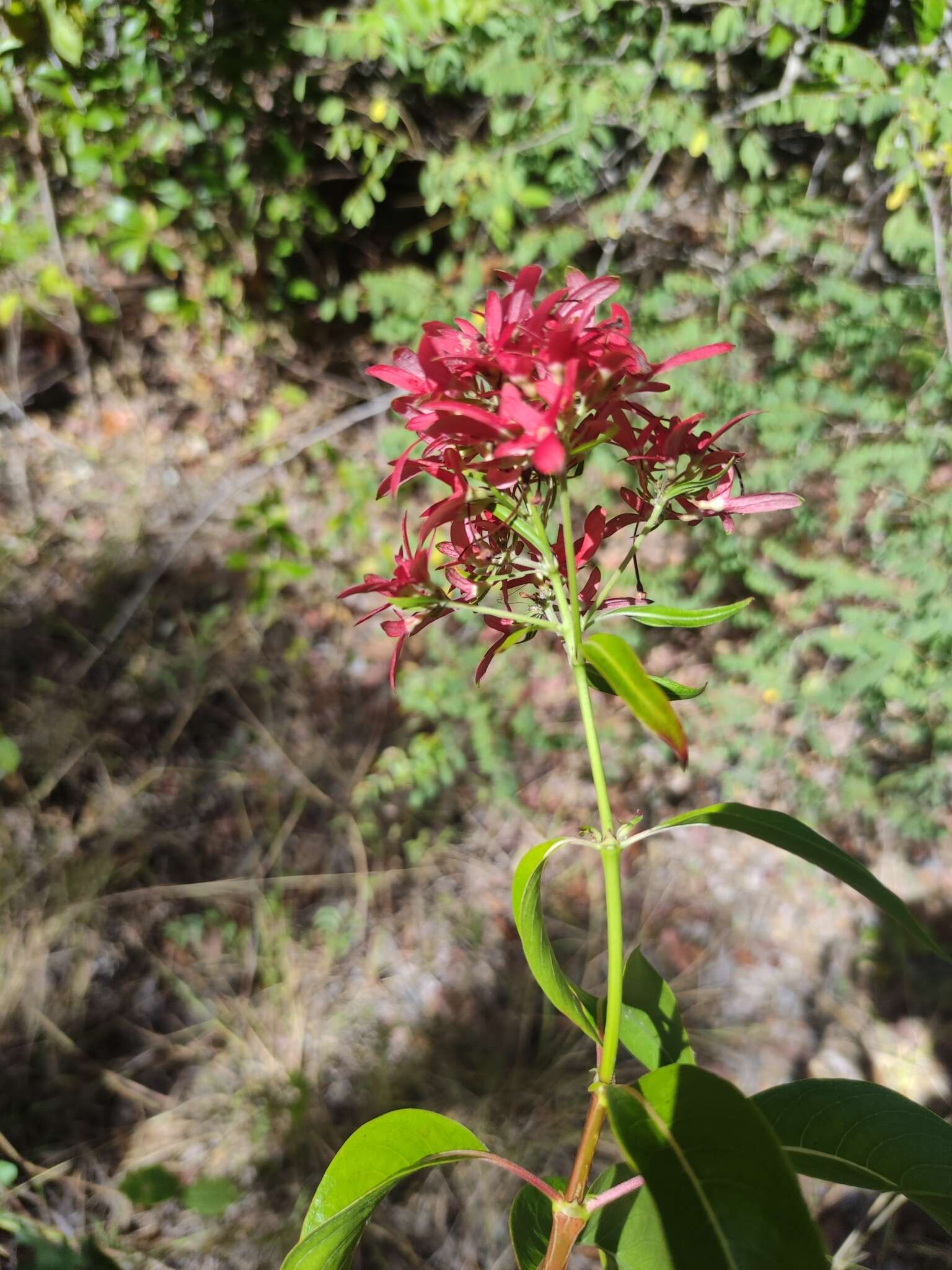 صورة Paracarphalea kirondron (Baill.) Razafim., Ferm, B. Bremer & Kårehed