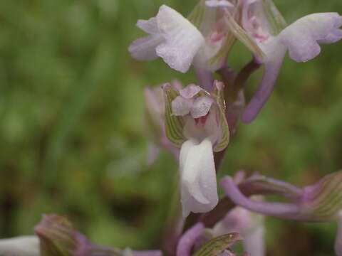 Image of Syrian Green-winged Orchid