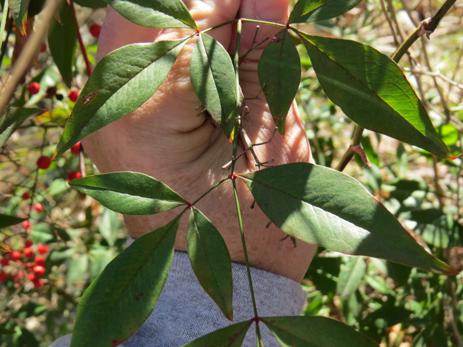 Image of nandina