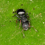 Image of Camponotus braunsi Mayr 1895