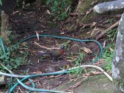 Image of Red-breasted Coua