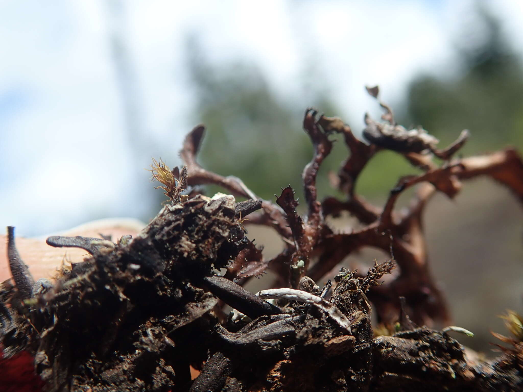 Image of cetraria lichen