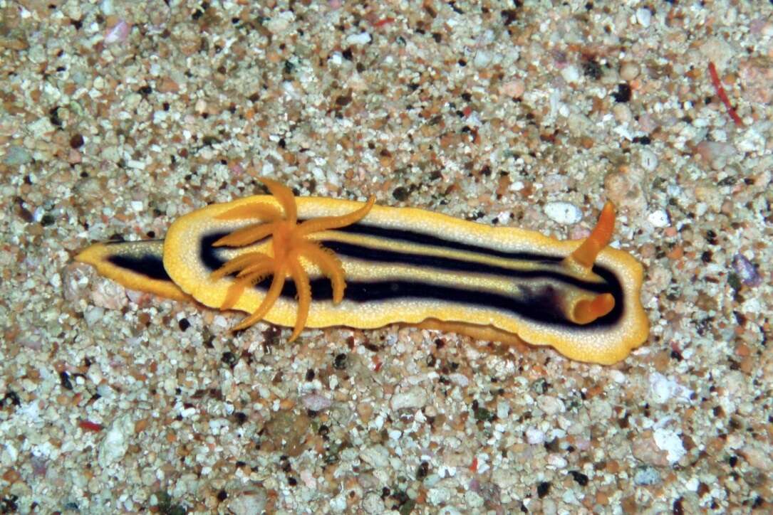 Image of Chromodoris joshi Gosliner & Behrens 1998