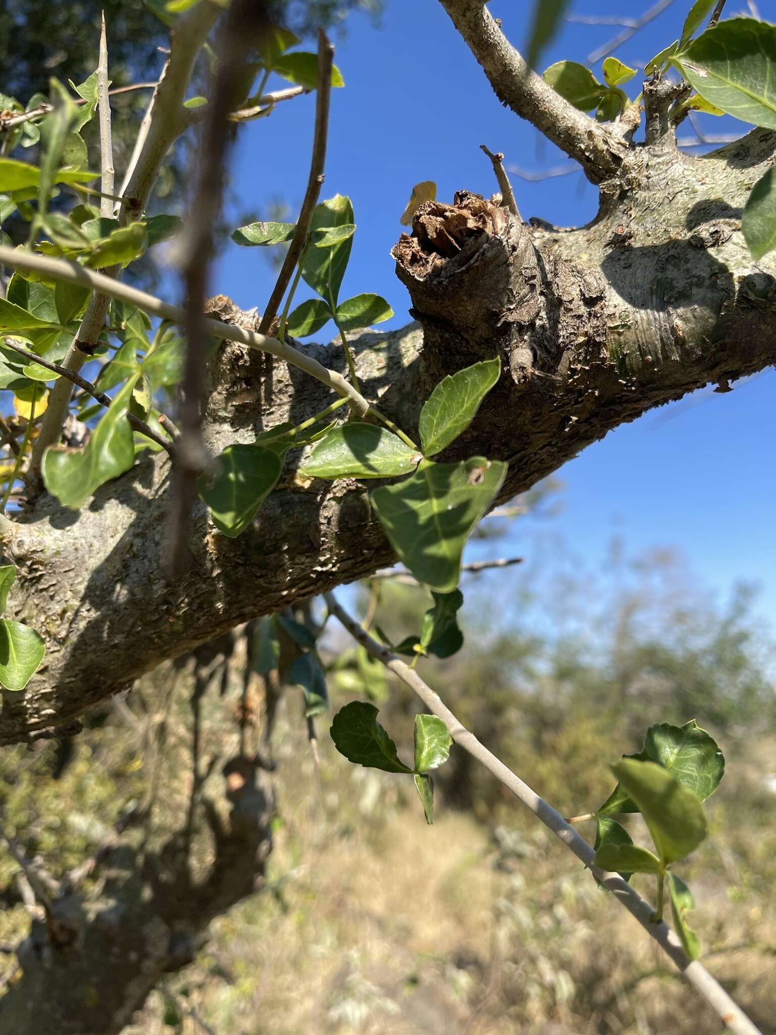 Image of Sweet-root corkwood