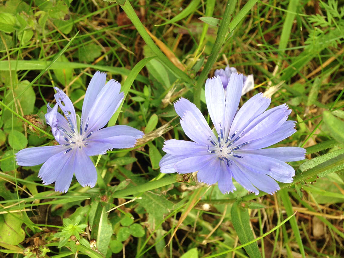 Image of chicory