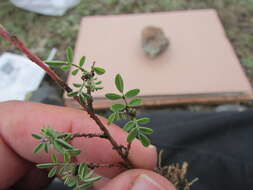 Image of Dalea humilis G. Don