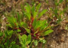 Image of limewater brookweed