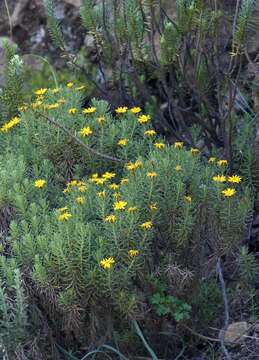Image of Hook Mapdaisy