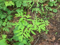 Image of Angelica cincta H. Boiss.